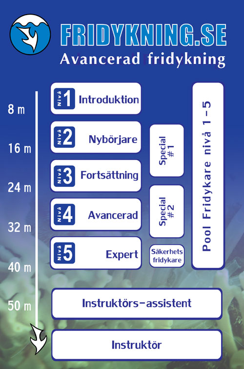 The different freediving levels